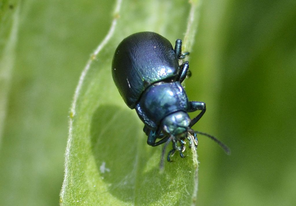 Chrysomelidae:  Oreina sp.